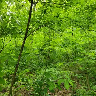Borrow Pit along the Miami Fort trail