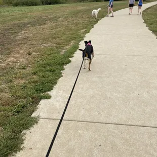 Loki loves to make friends!