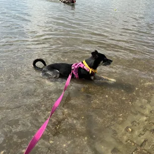 Nothing like a dog who loves water.