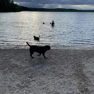 Dog beach at sunset.