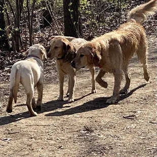 My pup meeting some nice Goldens.