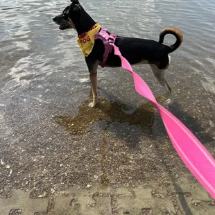 Pooches can plunge!