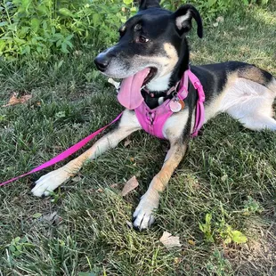 Happy doggos make for happy humans!