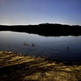 Canadian snow geese call SM Park home in winter!