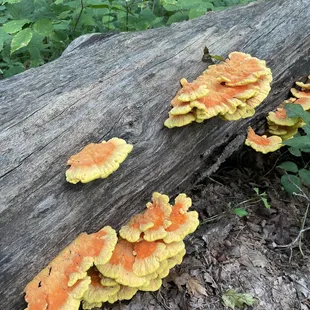 Summer brings the beauty to the forest!