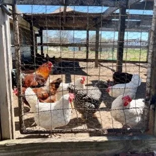 Heirloom, historic breed of chicken