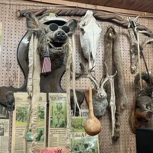 Taxidermy.