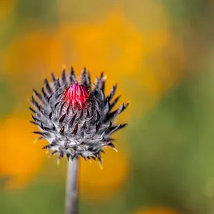 Shell Ridge Open Space  #EarthDay2024