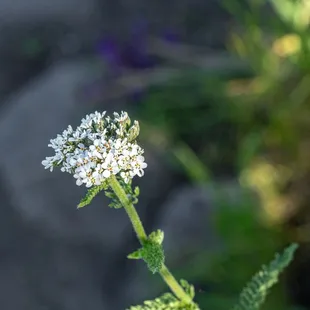 Shell Ridge Open Space