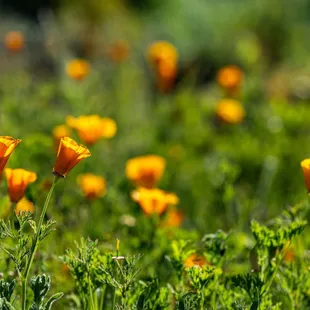Shell Ridge Open Space