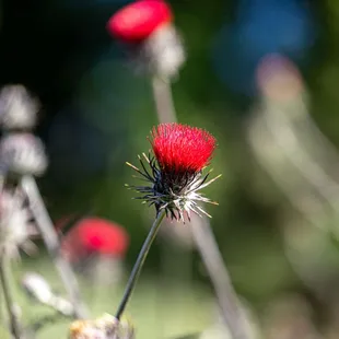Shell Ridge Open Space