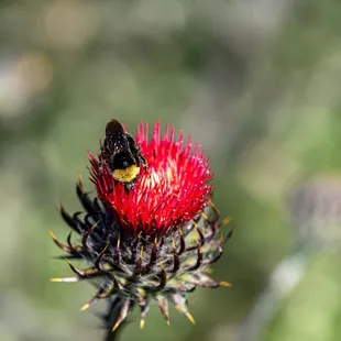 Shell Ridge Open Space