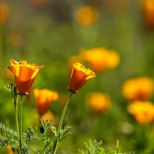 Shell Ridge Open Space