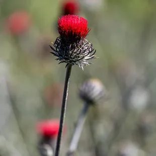 Shell Ridge Open Space