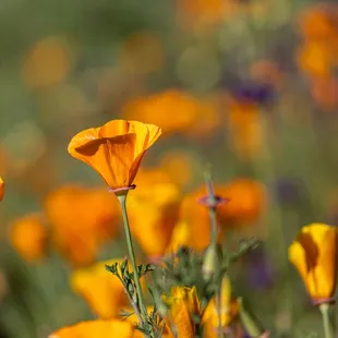 Shell Ridge Open Space