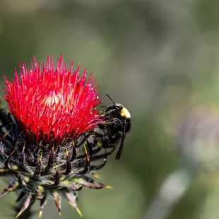 Shell Ridge Open Space  #EarthDay2024