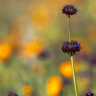 Shell Ridge Open Space