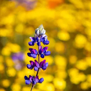 Shell Ridge Open Space