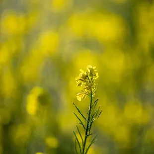 Shell Ridge Open Space