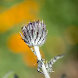 Shell Ridge Open Space