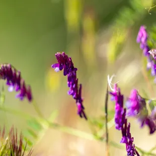 Shell Ridge Open Space