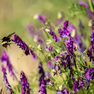 Shell Ridge Open Space