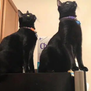 Bean is the one with orange on his color. We have reason to believe it is still on him.