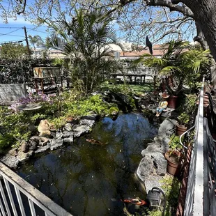 Koi Pond Near Outdoor Seating