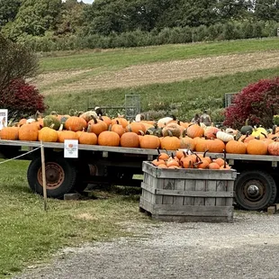Pumpkins