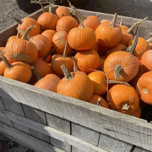 Pie Pumpkins