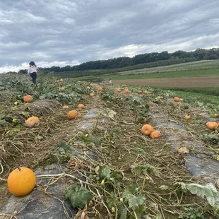 Cut your own pumpkin selection