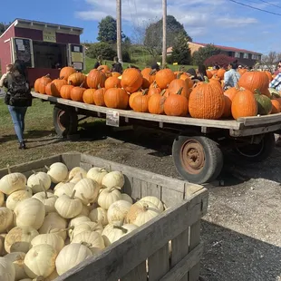 Pumpkins