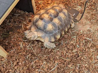 Janoski's Farm and Greenhouse