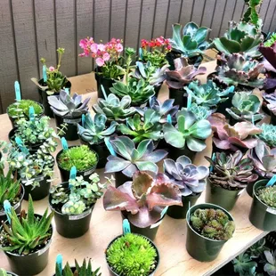 Succulents