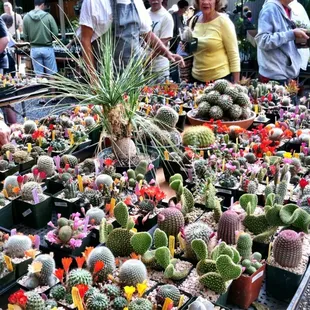 Tons of cacti/succulents!
