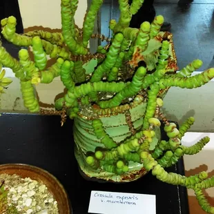 From the show 2016. Not for sale.