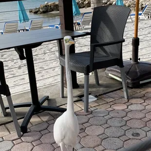 George the local. He loves eggs.