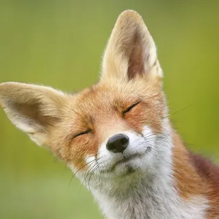 Fox_ D.