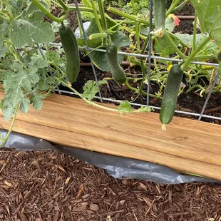 June 27, 2020 (1 month of growth). Even with deer making a free salad buffet of my cucumber plants from Sherbondy's!