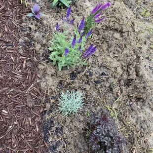 May 27, 20 purchased and planted.