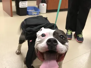 Care Animal Hospital