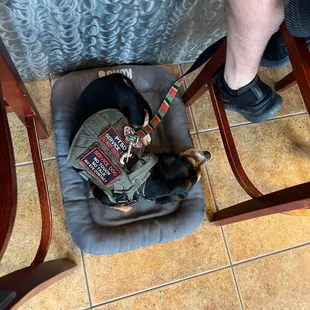 a dog in a chair