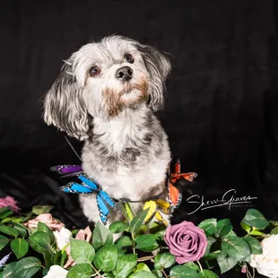 Pet Portraits by Tucson Arizona Photographer Sherri Graves Photography