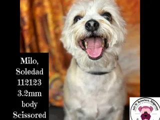 Dog Grooming By Chastity