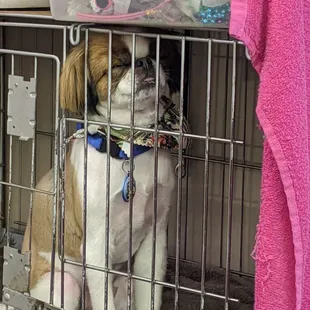 Gizmo sleeping while standing up.. What a cutie