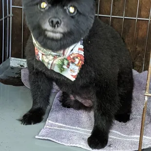 This is Shadow Miller and I've been grooming her for over 10 years.. I love her very much