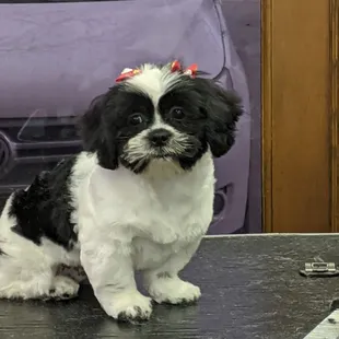 A new puppy to Sherry's pet grooming named Cookie.. we look forward to seeing cookie every 8 weeks and growing up with this groomer