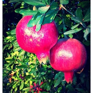 Pomegranates