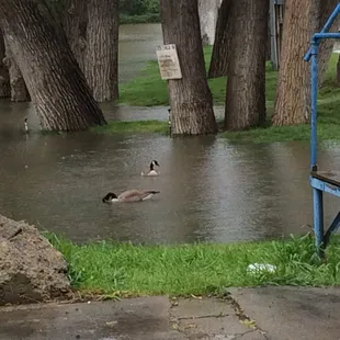 Lower area after rain- geese making good use of the new lake/river.