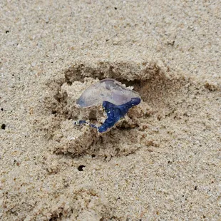 Washed up on shore. Man o' War, although jellyfish looking, are classified siphonophore. Saw 2 in the sand within an hour (9/2023).